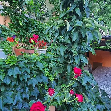 Apartment Apartman Lama Vrdnik